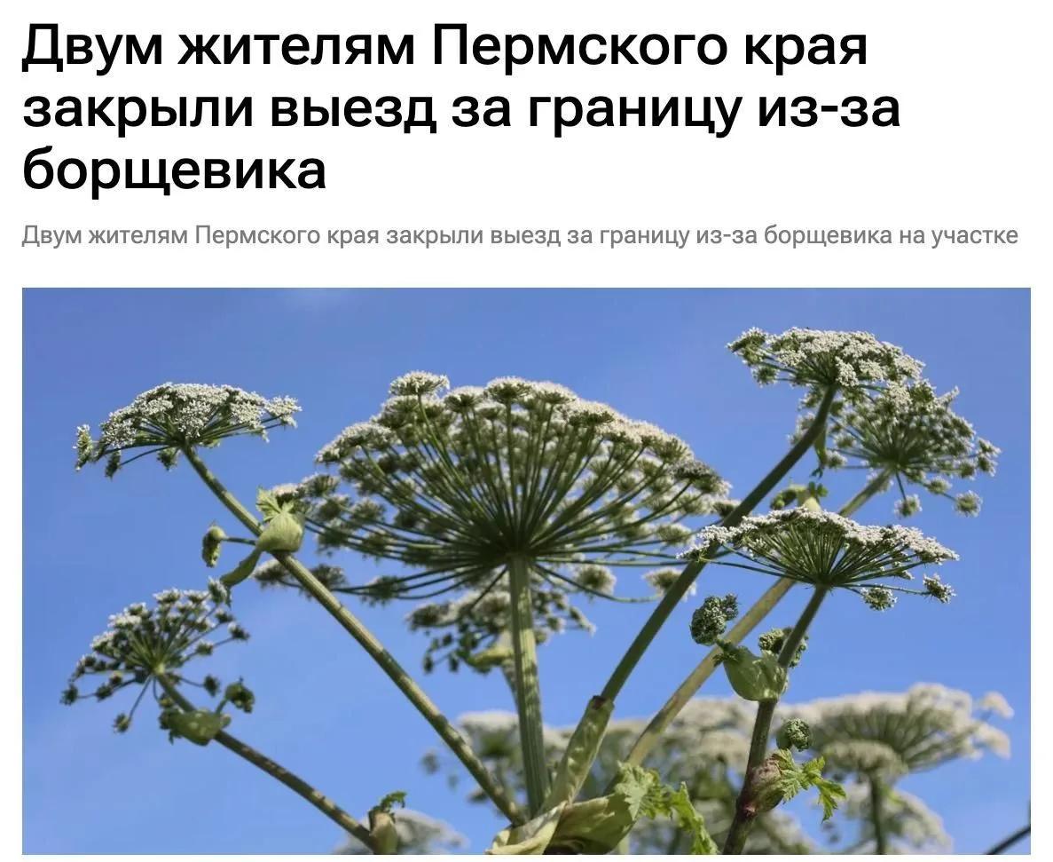 Двум жителям Пермского края запретили выезд за границу из-за борщевика. 19.08.2026